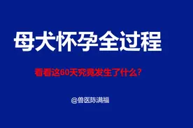20200518期 兽医陈满福告诉你母犬怀孕全过程 和期间的护理过程
