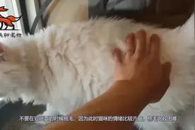 猫咪梳毛我有特殊的技巧，上手快不被挠，蛮好用的