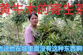 五妹和九哥上山寻找野生黄牛木寄生茶，听说很功效很神奇视频封面