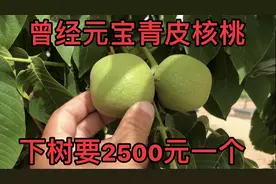 曾经元宝青皮核桃，下树每个要2500元，今年也不知啥价了视频封面