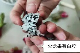 火龙果里有“白胶”一样拉丝的东西，这是什么现象，晶晶求助网友视频封面
