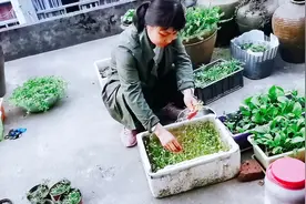 这才是最天然健康的蔬菜，用了炒肉片特别香，小孩多吃两碗饭视频封面