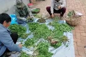 东北山菜你认识多少？听听张贺介绍这些山菜和吃法，太丰富了视频封面