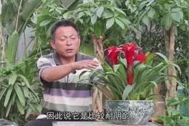 鸿运当头养不好？花匠师傅教你这“3”点，延长花期花朵更鲜艳！视频封面