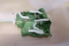 蚕宝宝不吃桑叶也不动了的
原因和解决方法