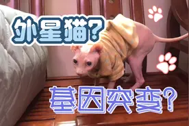 没有毛的猫全身光溜的，性格超好，但怕冷怕热，夏天还要涂防晒霜