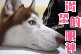 网友说：二哈服从性差，其实二哈是最有耐心的狗子～视频封面