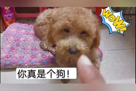 2000多买的宠物狗，说说它，发现原来爱它都是有原因的