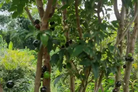 果园的嘉宝果熟了，富含多种维生素多种微量元素，真的好好吃哦视频封面