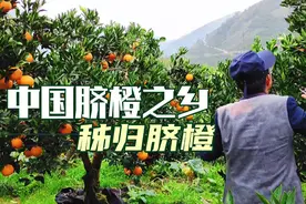 实拍中国脐橙之乡秭归橙子产地，金黄的果实挂满枝头，价格还不贵视频封面