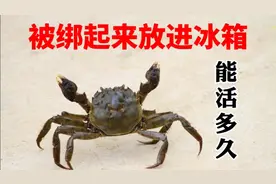 活螃蟹绑起来放进冰箱冷藏室，能活多久呢？答案终于揭晓了视频封面