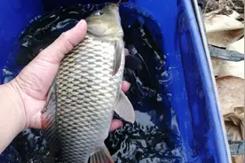 夏天钓鱼饵料里添加一些果酸味，效果会更好，鱼更容易开口。视频封面