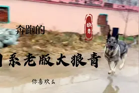 曾经东北第一犬 日系老版狼青  下雨天疯跑 高兴坏了视频封面