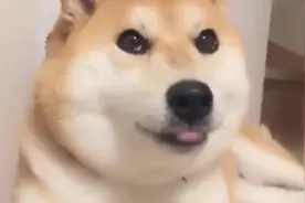 柴犬的头不能随便摸，主人刚摸一下，狗狗的反应太逗了视频封面
