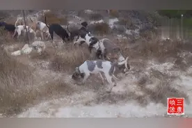 十多只猎狗汪汪大叫，叮当作响，好不热闹，吓得兔子赶紧逃窜