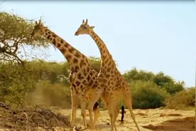 温顺长颈鹿打起架来竟这般凶狠，脖子都撞断了，不是你死就是我活视频封面