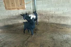 羊儿吃盐砖，好像雕刻一样，被舔出奇形怪状的模样