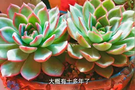 为什么卧室放多肉好处多多？但哪些不适合放卧室？你知道吗？视频封面