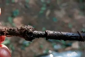 高压三个半月的金弹子，还是没生根，给它扦插栽上，希望能成活吧视频封面