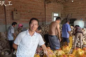 多收入10万元，农村大哥在果园里套种了啥？ 顺带就增收了视频封面