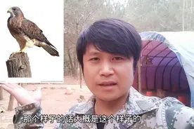 自从颁布了禁止打猎，拒绝野味，如今是野兽当道，鸡鸭遭殃视频封面