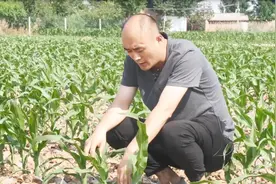 玉米侧芽到底掰不掰？争论了这么多年，农业专家总算给答案了视频封面