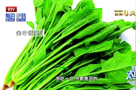 菠菜品种不同，草酸含量也不同！营养科李缨主任教你如何挑选~
