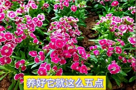 为什么你养不好石竹花？原来你没有做好这5点。简单实用经验分享视频封面