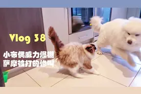 我的宠物日记vlog38 小布偶猫惊人的战斗力，打的狗惨叫视频封面
