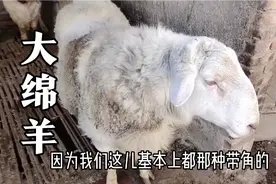 一只大绵羊，羊主人说是澳洲白，有300多斤，像牛犊，是纯种吗？
