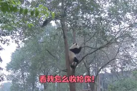 大熊猫上树抓孔雀，孔雀飞走后，接下来憨憨动作太妖娆，不忍直视视频封面