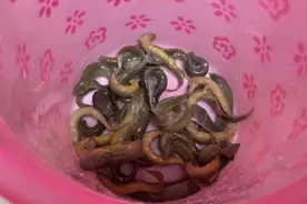 几勺盐倒进泥鳅里面泥鳅就不动了！一把剪刀就可以搞定所有泥鳅视频封面