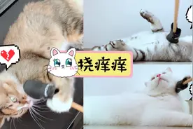 自制猫咪挠痒痒神器！换成亲手挠，后果不堪设想！从此解放双手！