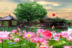 《早上好！》送你一个好看是视频视频封面