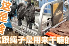 今天4400比昨天多1千，再看看鱼鹰脚上的绳子是用来干嘛的呢，
