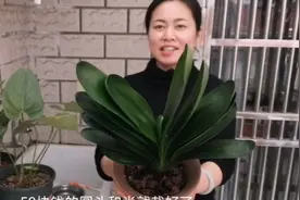 宽叶大棵君子兰根茎健壮，这样栽种方法对吗？请多多指教视频封面