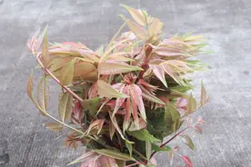 香椿煎鸡蛋，要不要焯水，农村宝妈教你怎么做最好吃视频封面
