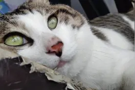 主人对着猫咪夸它唠叨个没完，猫咪听后…那反应简直了…太逗了！视频封面