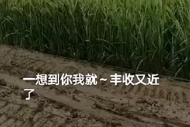 水稻制种拉花季