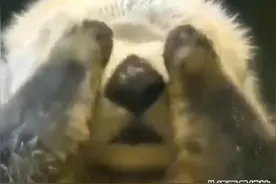 玩手机玩的眼睛有点疼，做个眼保健操视频封面