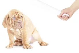 狗狗犯错应该怎么“教育”？掌握这5种方法，狗狗会越来越听话！视频封面