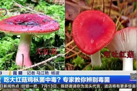 吃大红菇鸡枞菌中毒？专家教你辨别毒菌