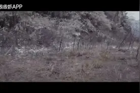 挖土机挖出大蟒蛇，包头工生死拼杀，太吓人了。视频封面