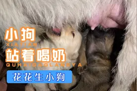 花花狗狗第一次生小狗（第19天）母狗开始站着喂奶小狗也站着喝奶