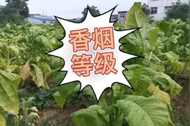 烟草种植，不同级别和品质的烟叶如何划分？田间就确定了视频封面