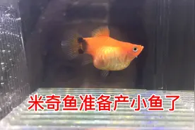 米奇鱼生小鱼仔过程