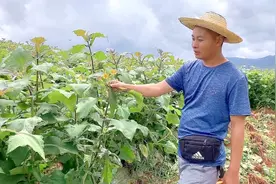 小伙来到云南雪莲果种植基地，带大家看看雪莲果开花是什么样的视频封面