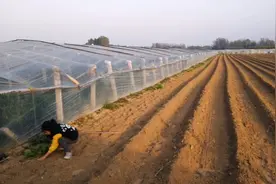 大棚里边种白菜，温度高全部烂心了，还是只能适合露天种植视频封面