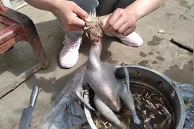 炖个乌鸡，自己养的土乌公鸡视频封面