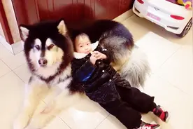 小主人趴在大型犬身上睡觉，看似很暖心的画面，却引起网友争议视频封面